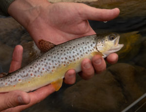 small Bushmans River Brown trout